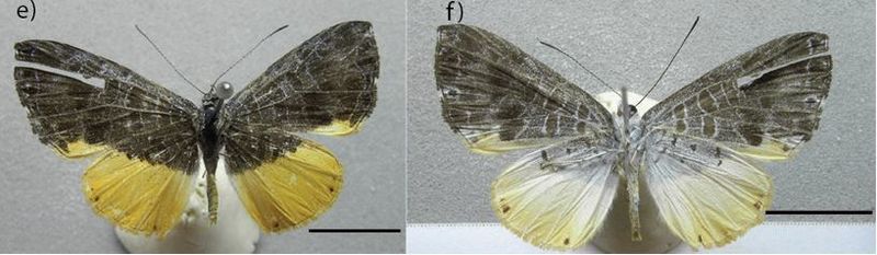 File:Catocyclotis aemulius.JPG