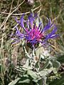 Centaurea montana