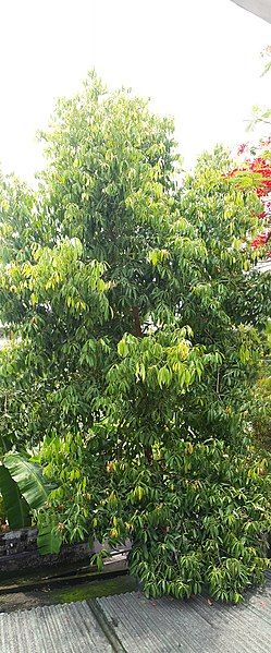 File:Cinnamon tree.jpg