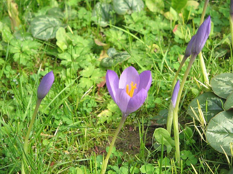 File:Crocus nudiflorus03.jpg