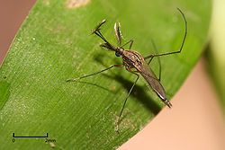 Culex sp. mosquito