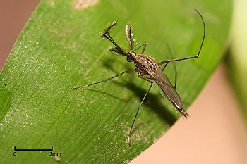 Culex sp. mosquito