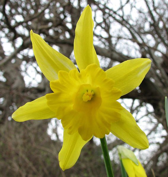 File:Daffodil Narcissus.jpg