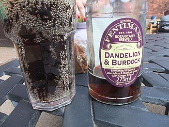 Dandelion and burdock soda, produced by Fentimans