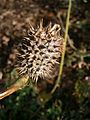 Datura stramonium fruit