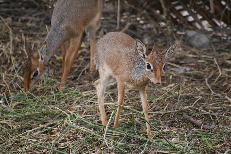 File:Dikdik Looking.JPG