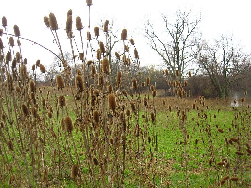 File:Dipsacus laciniatus.JPG