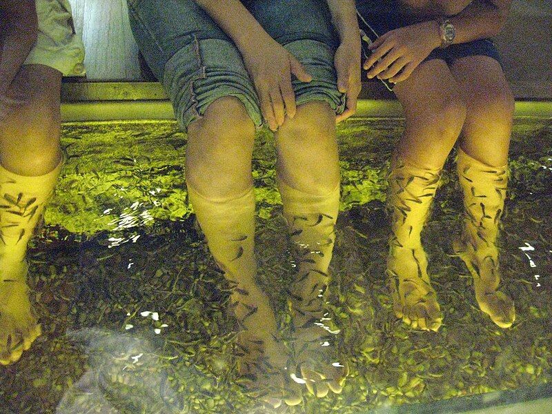 File:Doctor fish.jpg