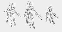 Diagram of the bones in a dugong forelimb at different stages of life