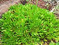 Eriogonum hirtellum