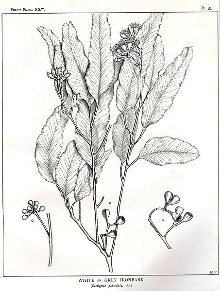 File:Eucalyptus paniculata00.jpg