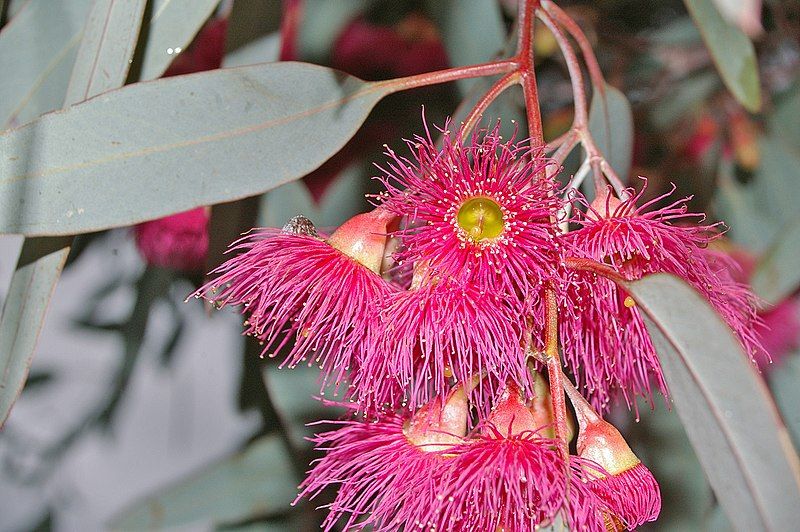 File:Eucalyptus sideroxylon flowers.jpg