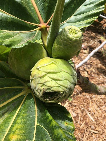 File:Ficus dammaropsis syconium.jpg