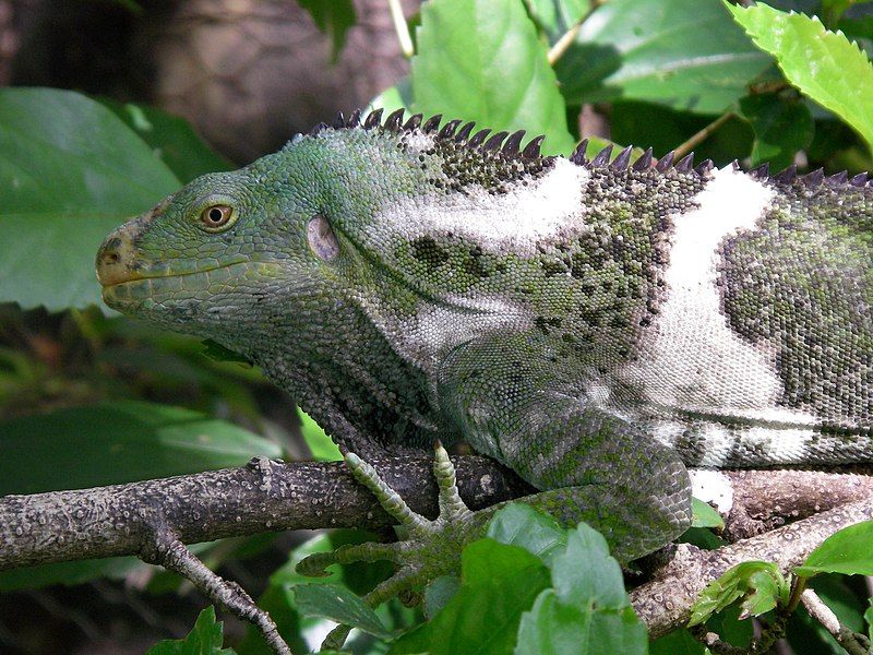 File:Fiji Crested Iguana.jpg