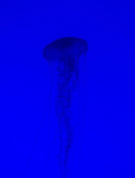 File:GA Aquarium jellyfish.jpg