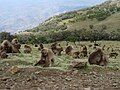 Large group of geladas