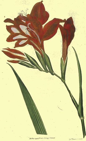 File:Gladiolus-carcinalis.jpg