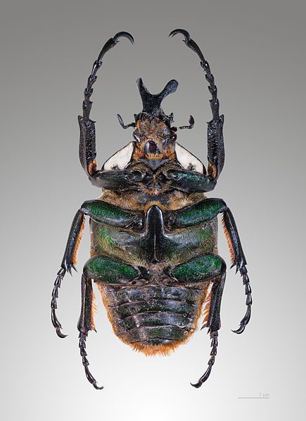 File:Goliathus goliatus ventre.jpg