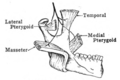 Scheme of the Distribution of the Trigeminal Nerve