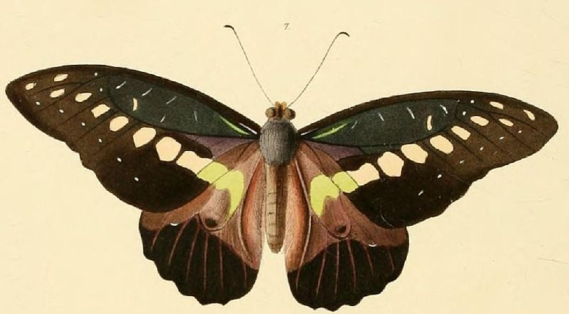 File:Graphium wallacei.JPG