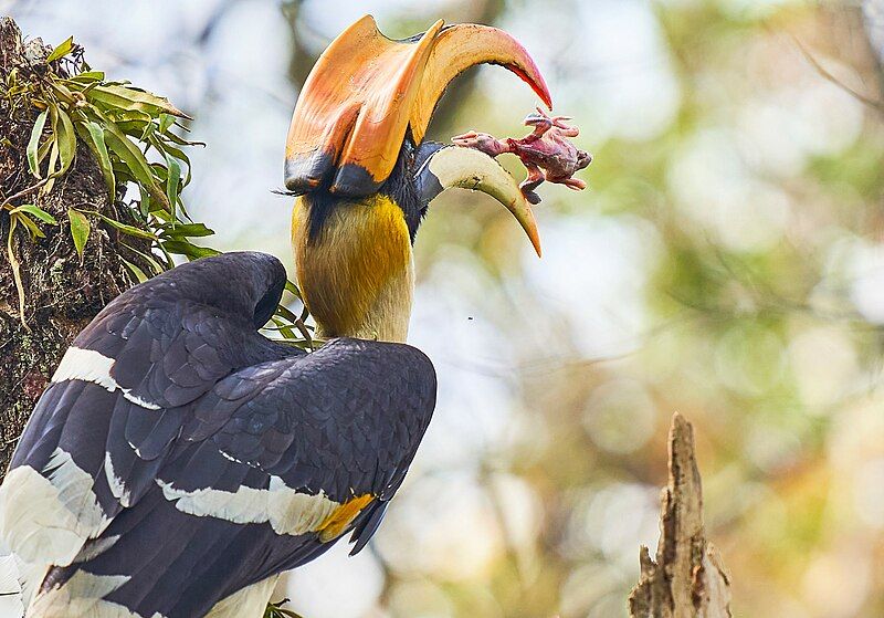 File:GreatHornbill ManasNationalPark.jpg