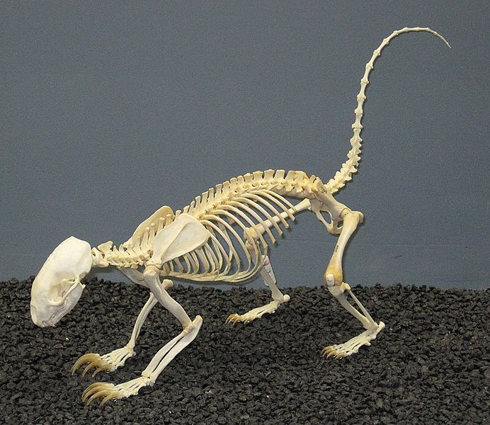 File:Hog-nosed Skunk Skeleton.jpg