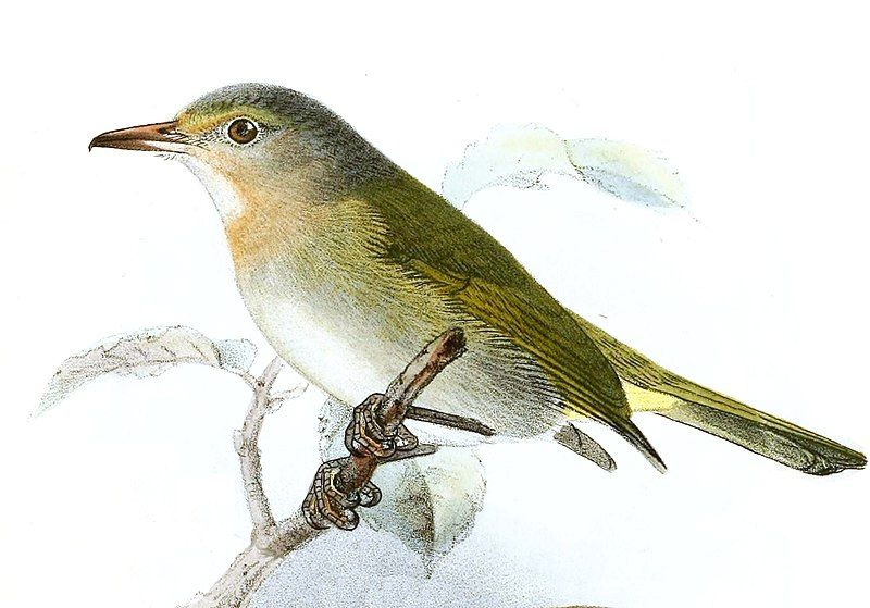 File:Hylophilus muscicapinus Keulemans.jpg