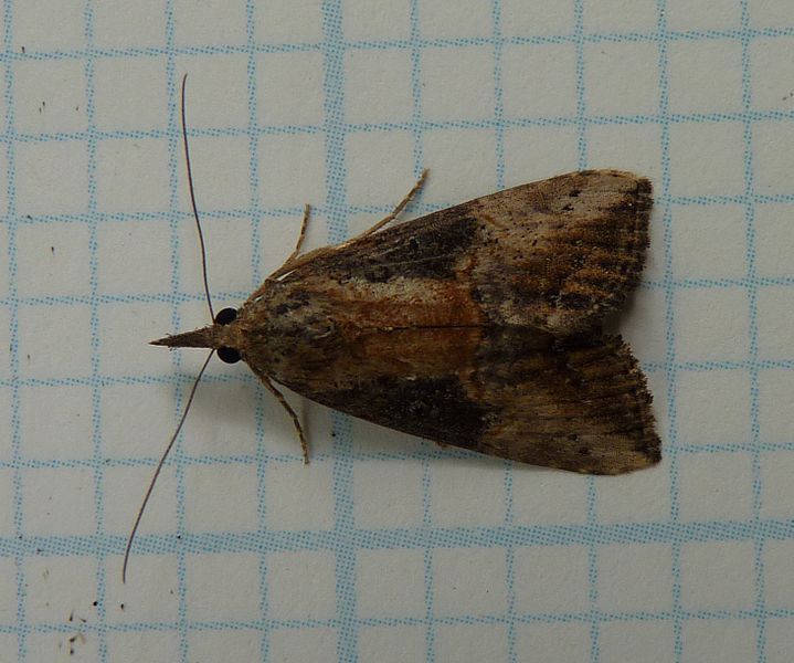 File:Hypena scabra.jpg