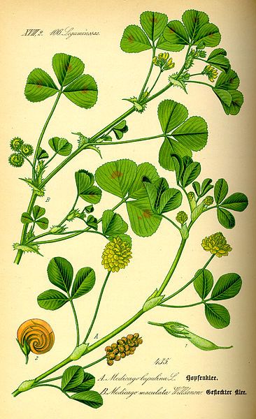 File:Illustration Medicago arabica0.jpg