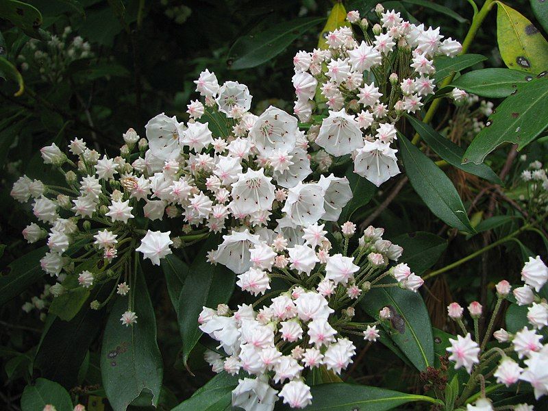 File:Kalmia latifolia species.jpg