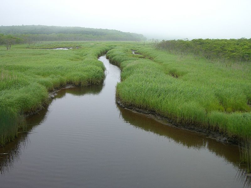 File:Kiritappu peatland01.jpg