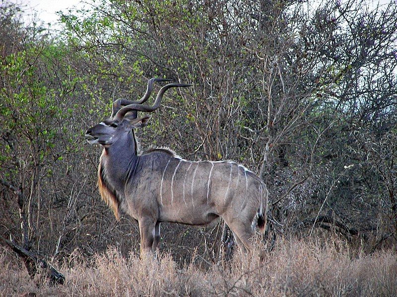 File:Kudu Kruger.jpg