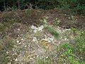 Lichen-rich sand heath north of Niederhaverbeck