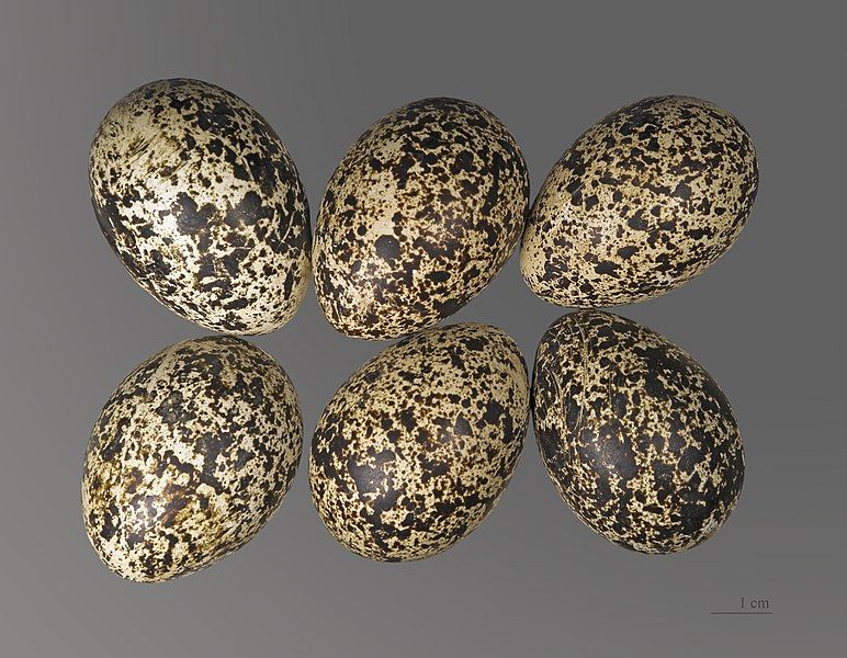 File:Lagopède Alpin MHNT.jpg