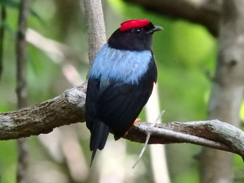 File:Lance-tailed Manakin (14700946111).jpg