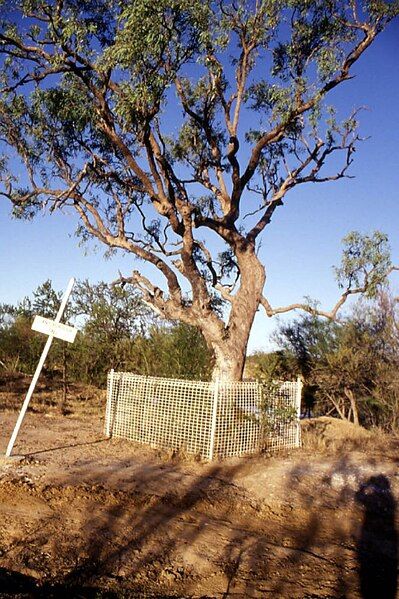 File:Landsborough Tree.jpg