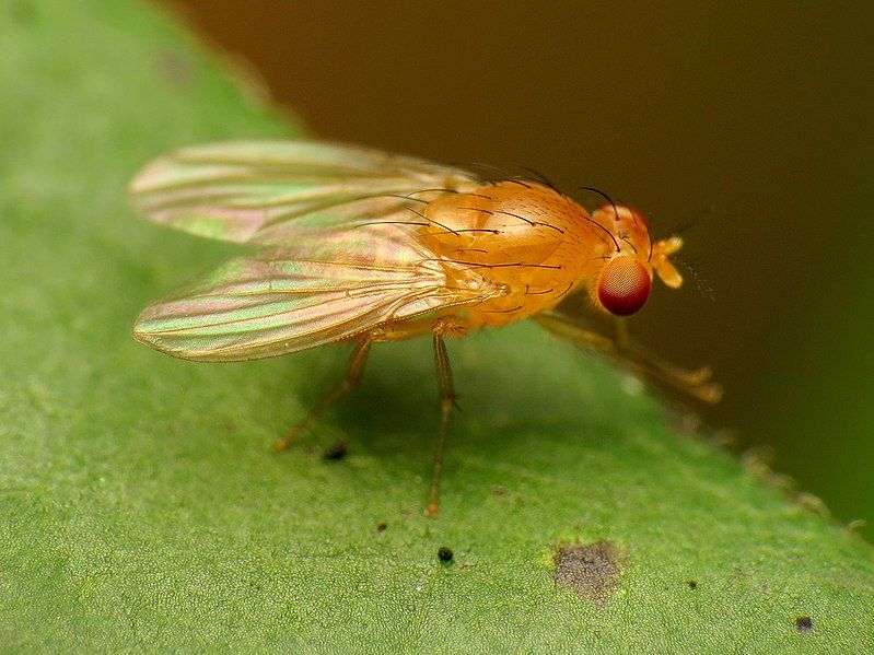 File:Lauxaniid Fly (28457965894).jpg