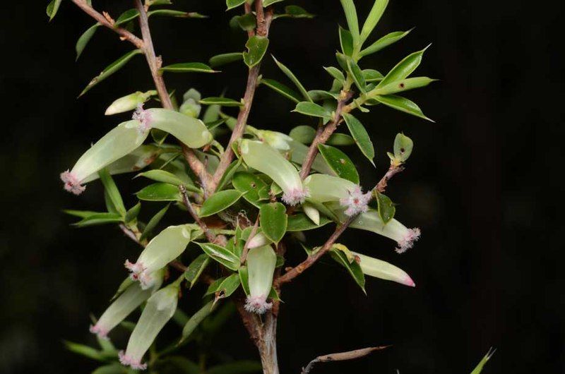 File:Leucopogon biflorus.jpg