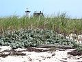 Stage Harbor Light