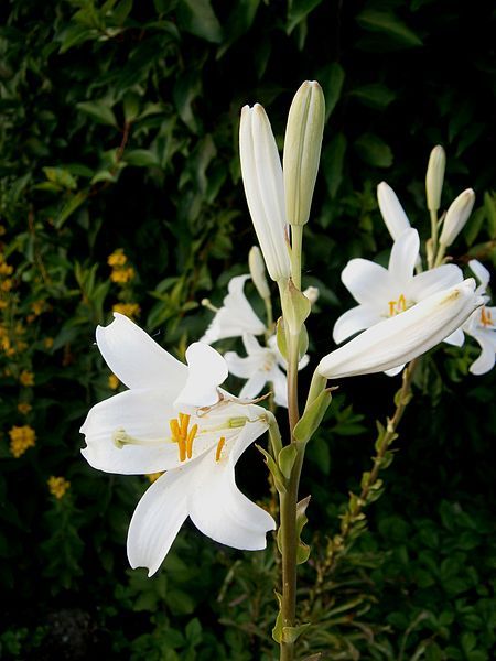 File:Lilium candidum02.jpg