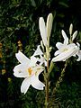 Lilium candidum