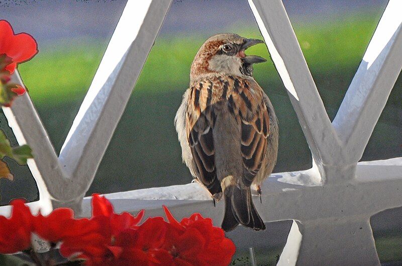 File:Little bird singing.jpg