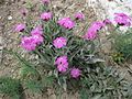 Lychnis flos-jovis