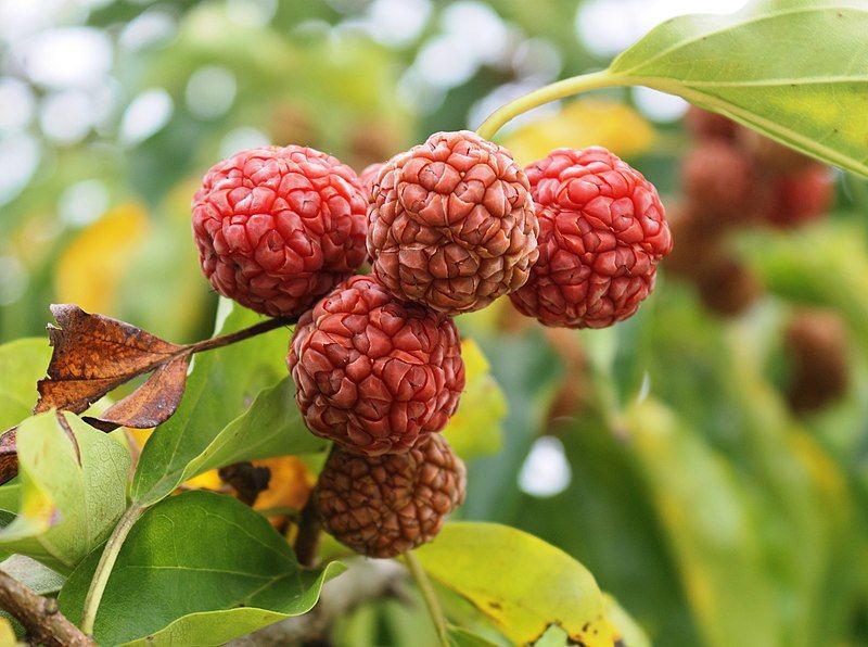 File:Maclura tricuspidata fruits.jpg