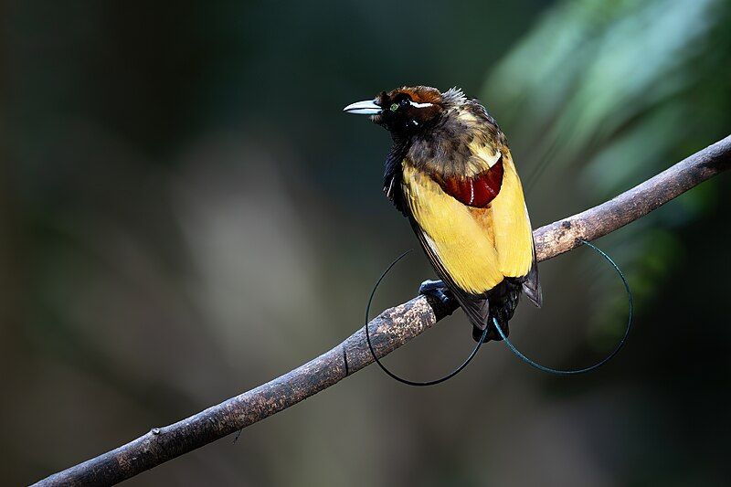 File:Magnificent Bird-of-Paradise 0A2A2180.jpg