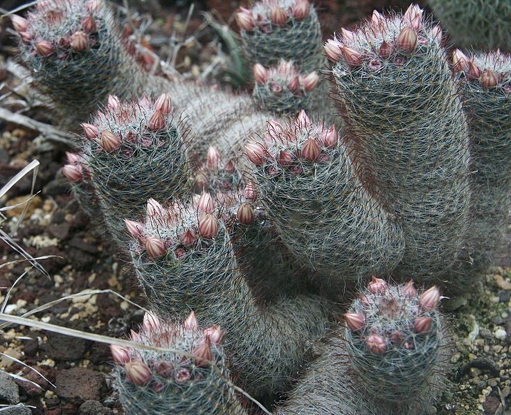 File:Mammillaria wildii 01.jpg