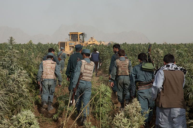 File:Marijuana eradication 111005-A-QD683-328.jpg