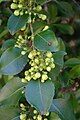 Immature fruits