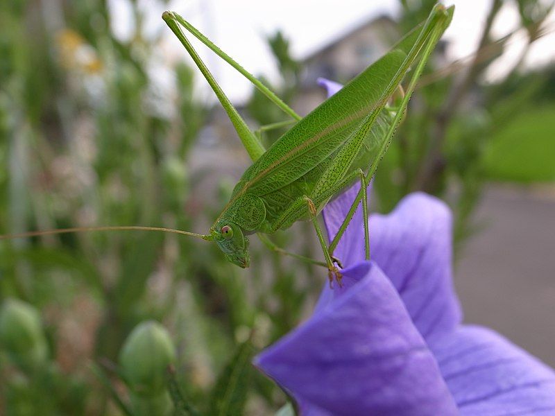 File:Mecopoda nipponensis.jpg