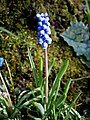 Muscari botryoides